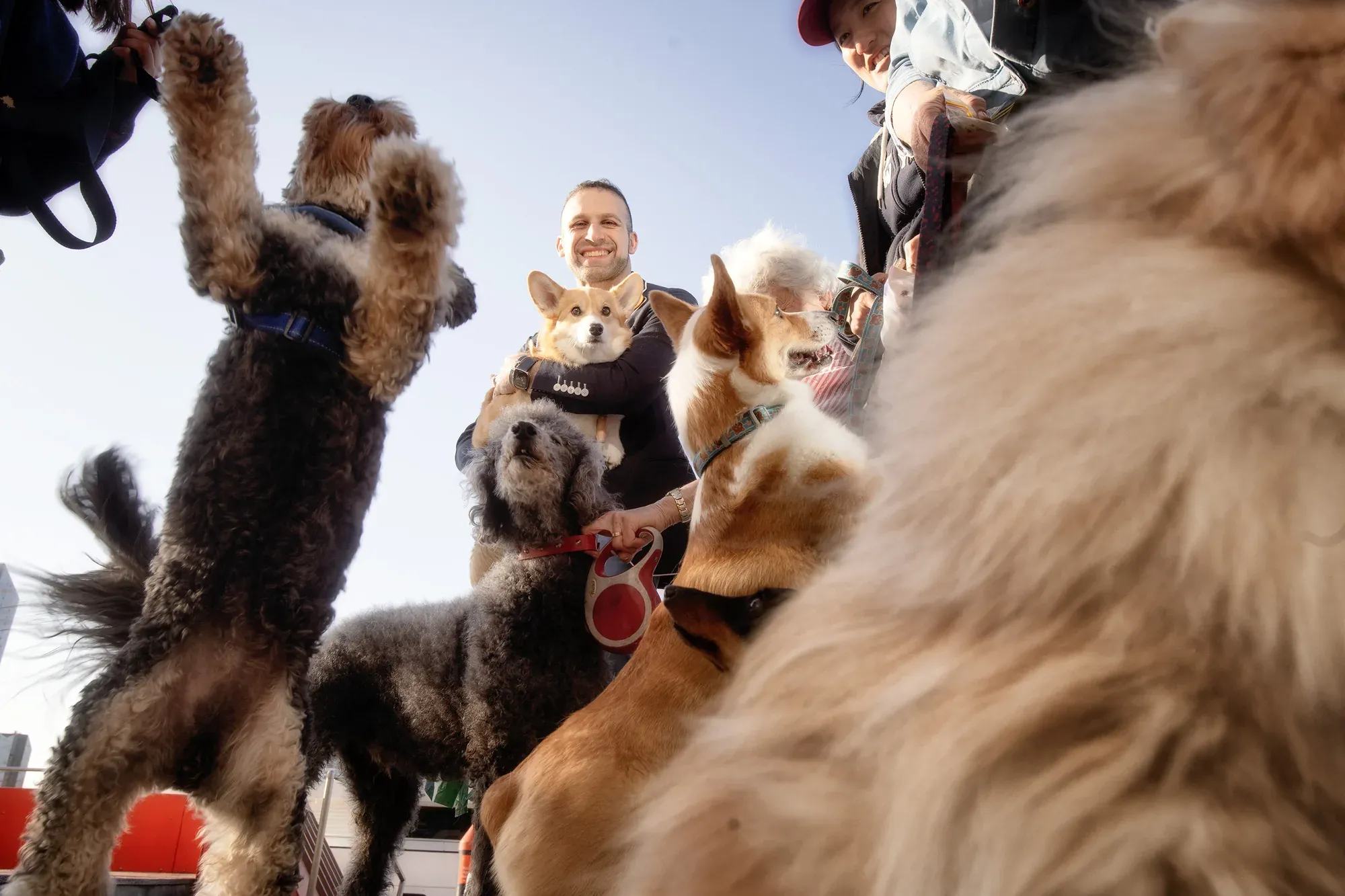 Assistance dogs greeting their handlers at an outdoor event